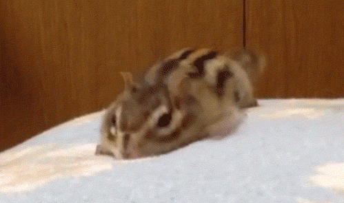 chipmunk-animals-free-animated-gifs-gameznet 014.gif